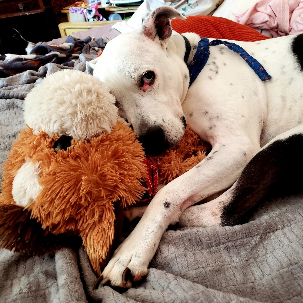 kind offers for senior pup vet needs please
